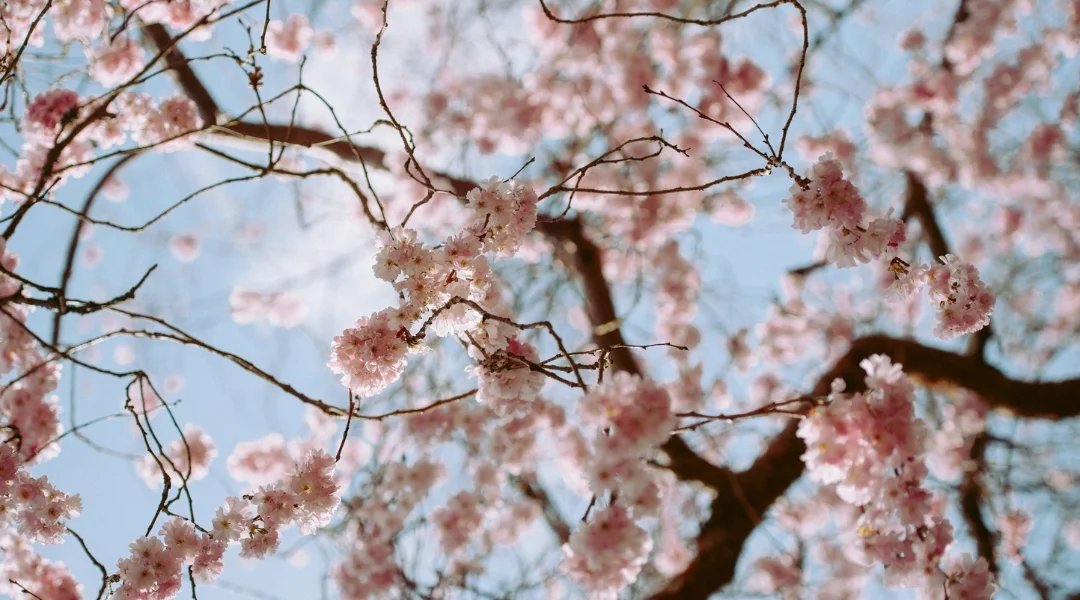 How to Get Relief from Eye Allergies